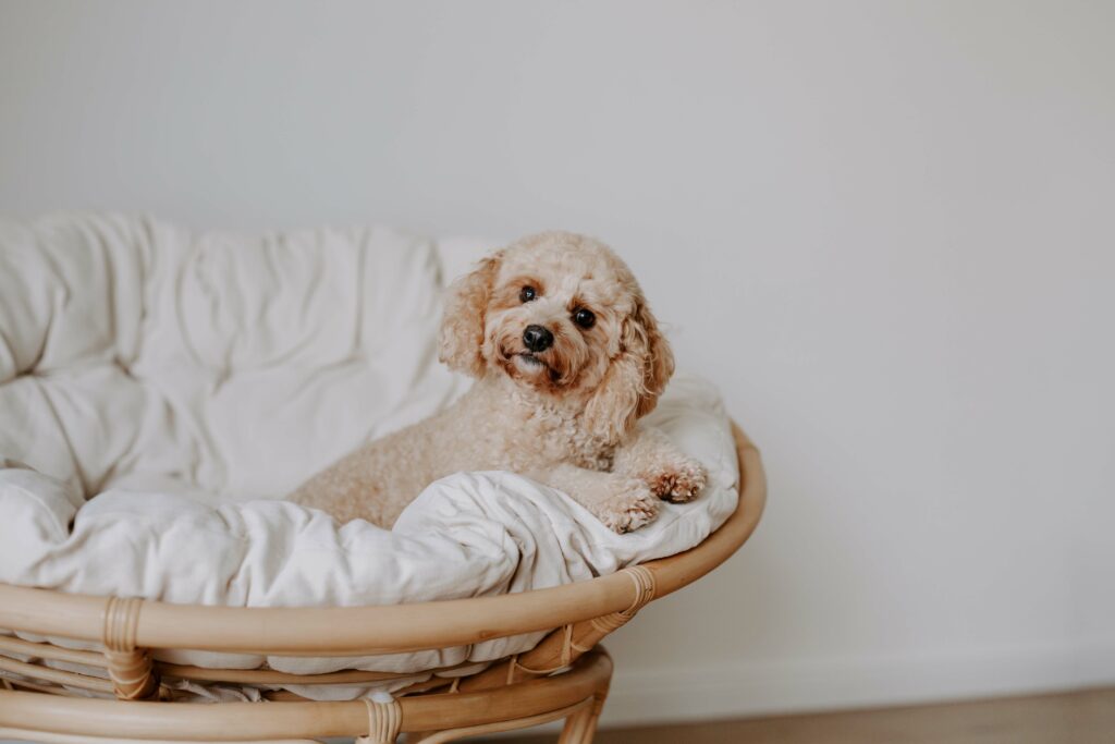 Hundefotografie Hundefotoshooting Hundefotos Hundefotografin